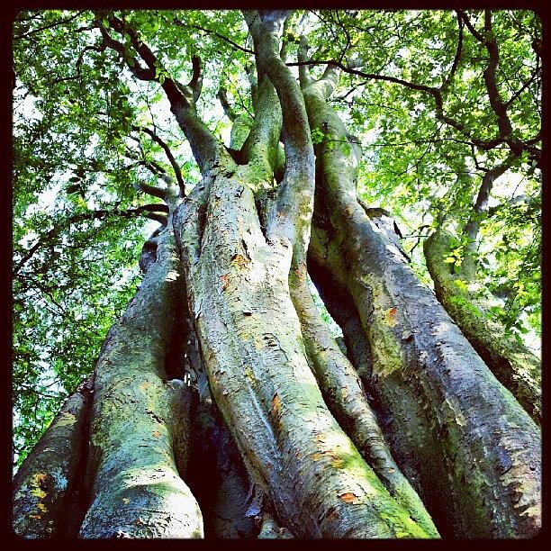 Nature Photograph - #tall #green #tree #nature #trunk #skin by K H   U   R   A   M