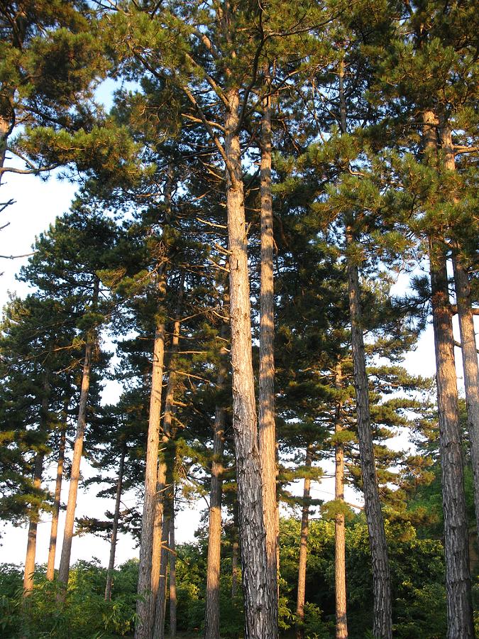 Tall Pines Photograph by Andonis Katanos - Fine Art America