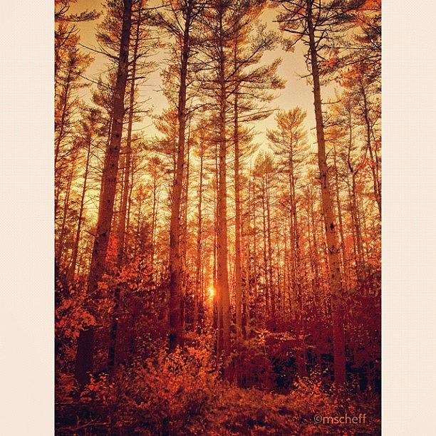Fall Photograph - Tall Pines IIi by Mark Scheffer