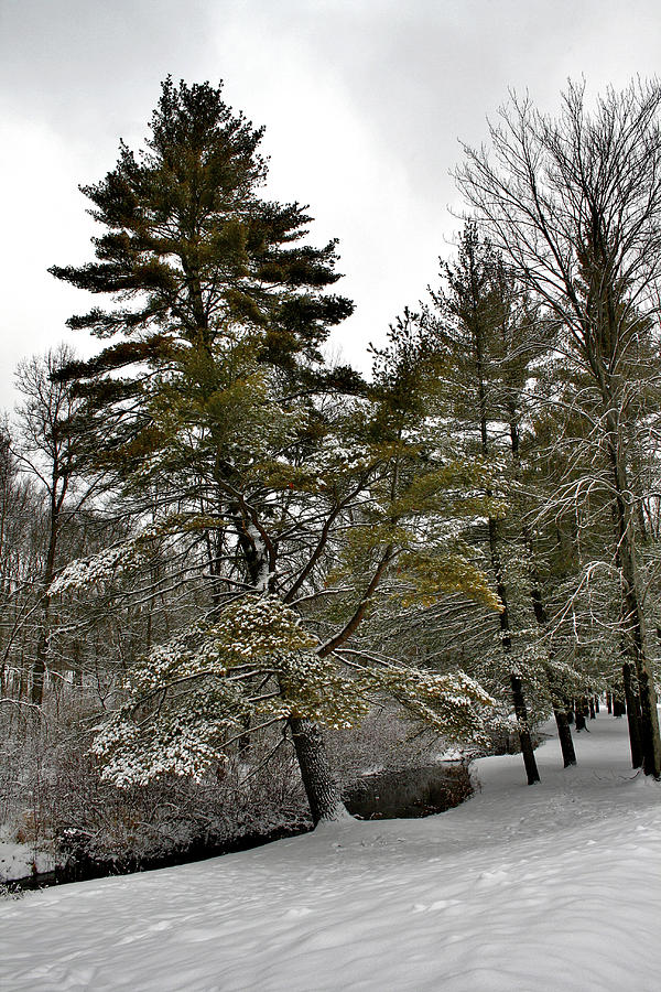 Tall Pines in the Snow Photograph by Richard Gregurich