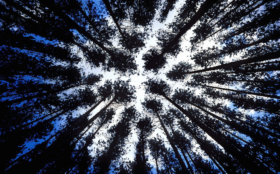 Tall pines Photograph by John Bartosik