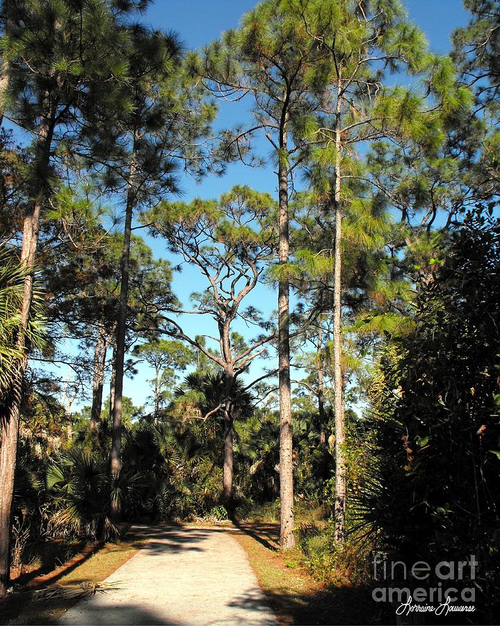 Tall Pines Photograph by Lorraine Louwerse | Fine Art America