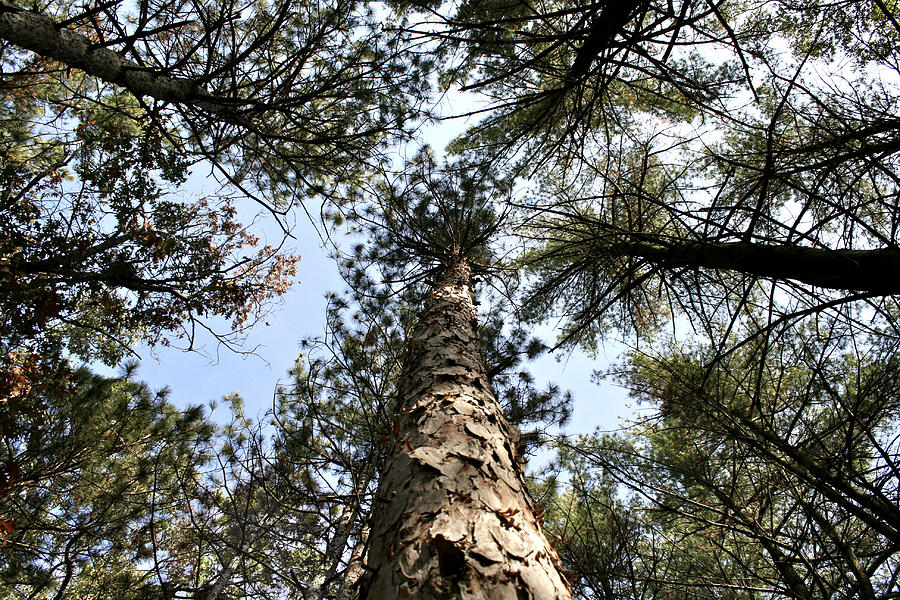 Tall Pines Photograph by Richard Gregurich