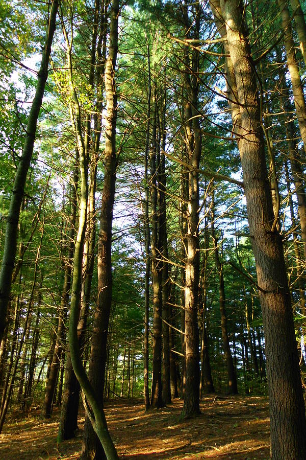 Tall Pines Photograph by Russ Loomis Fine Art America