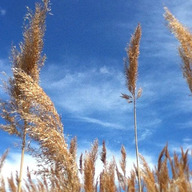 Prairie Photograph - Tall #prairie Grass Blowing In The Wind by Duke Estate