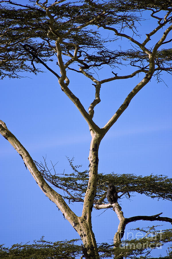 Tall Serengeti Tree and Baboon Photograph by Darcy Michaelchuk