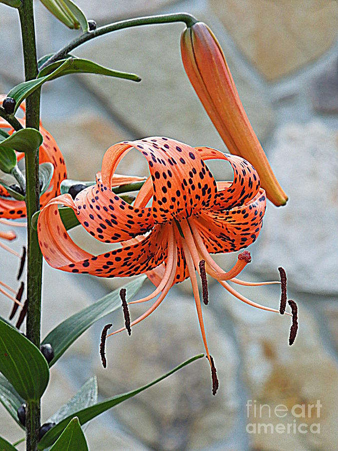 Tall Tiger Lily Photograph by Renee Trenholm