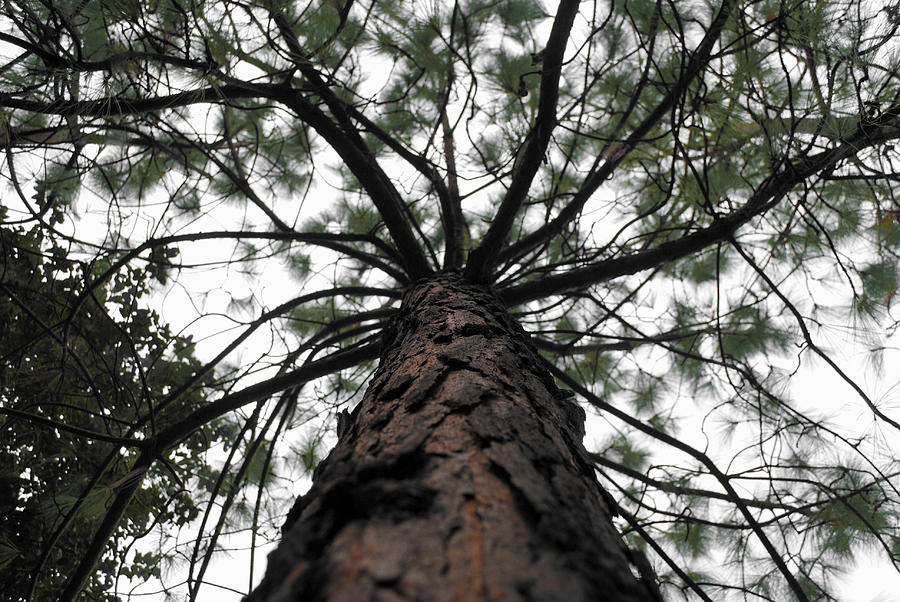 Nature Photograph - Tall tree by Sumit Mehndiratta