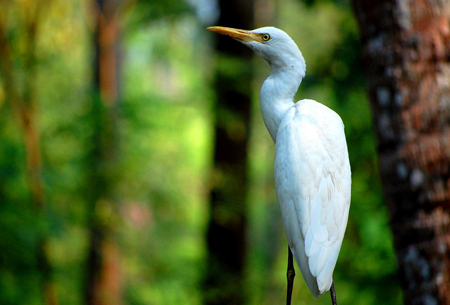 Tall White and Beautiful Photograph by Farah Faizal - Fine Art America