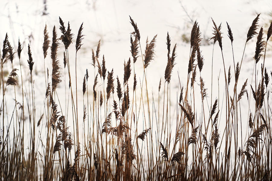 Tall Winter Grass Photograph by Terence Davis