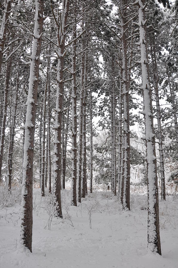 Tall Winter Pines Photograph by Daniel Ness