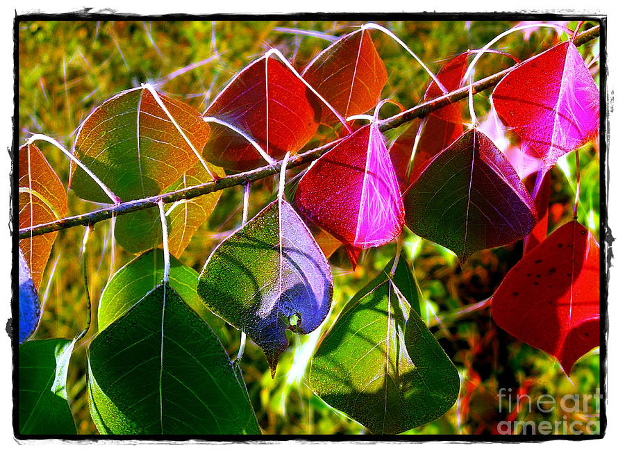 Tallow Leaves in Color Photograph by Judi Bagwell