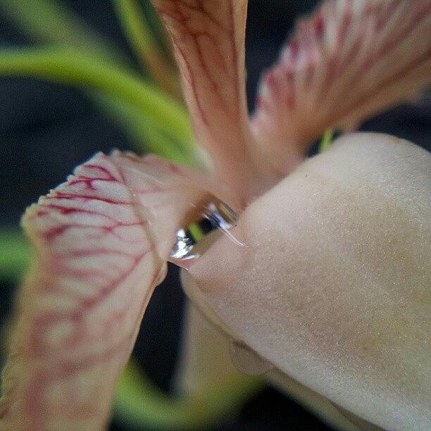 Nature Seekers Photograph - Tamarind Flower #fabfleur #fabshots by Julieta Garcia