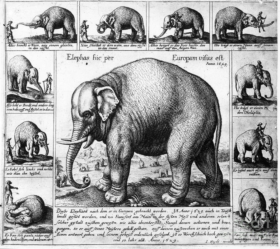 Tame Elephant, 1629 Photograph by Granger