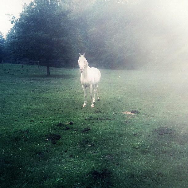 Horse Photograph - *tame White Horses by Vanessa Ray