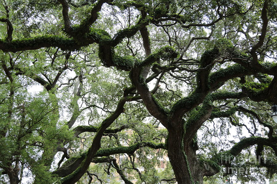 Tampa Trees Photograph by Carol Groenen