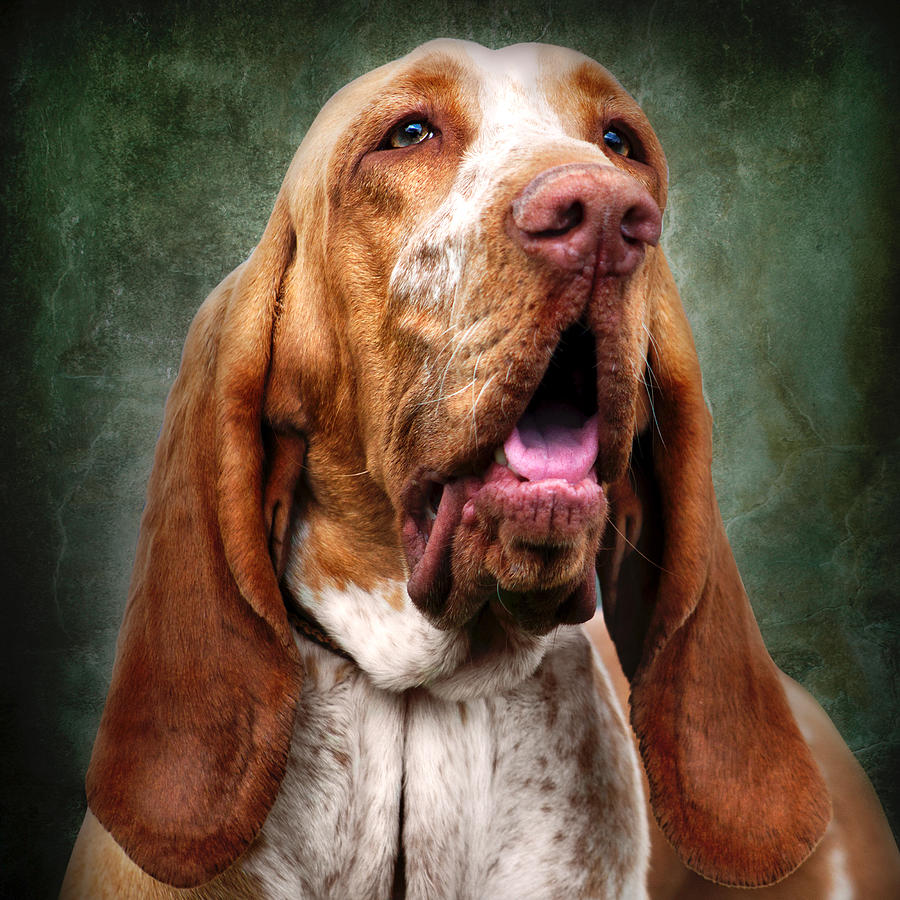 Tan Hound Dog with Long Ears Photograph by Ethiriel Photography