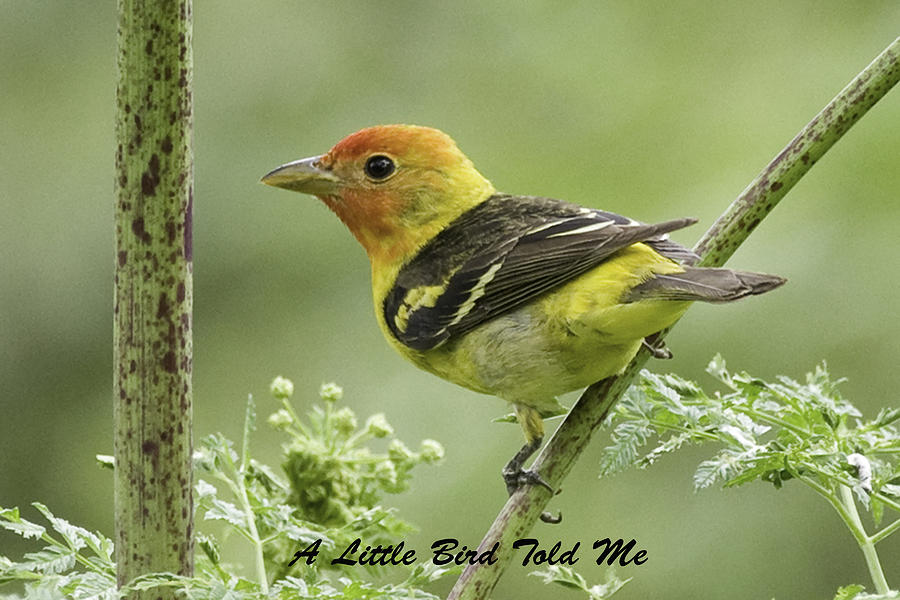 Nature Photograph - Tanager Card by Betty Depee