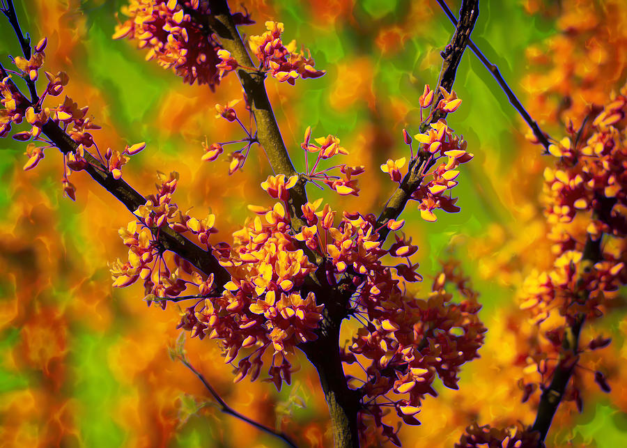 Tree Photograph - Tangerine Bloom Delight by Bill and Linda Tiepelman