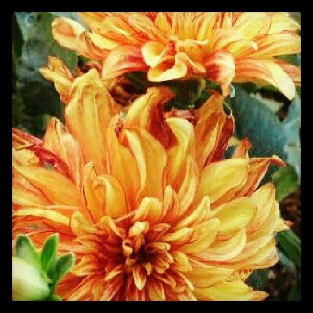 Summer Photograph - Tangerine Dahlias Are In Full Force by Holly Sharpe-moore