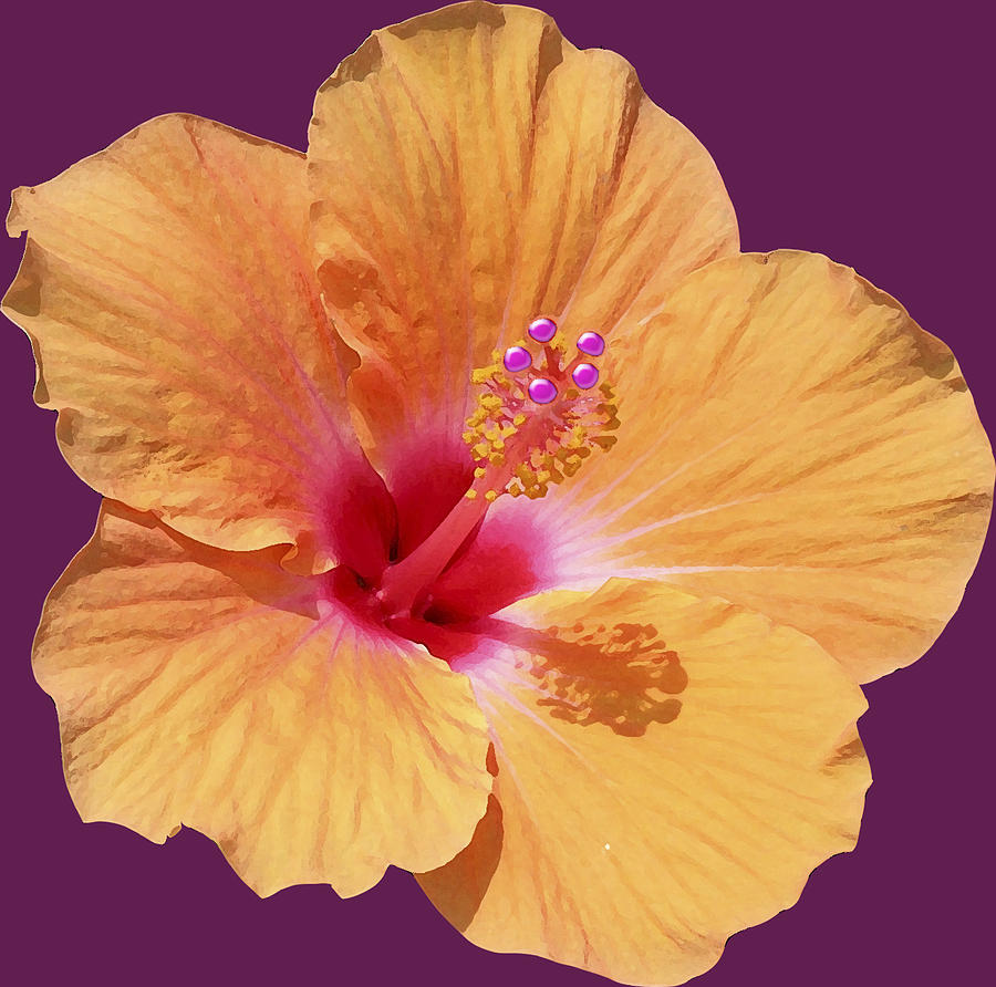 Flower Digital Art - Tangerine Hibiscus by Karen Nicholson