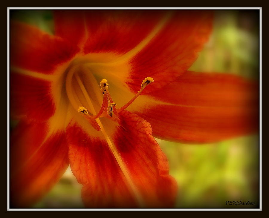 Lily Photograph - Tangerine by Priscilla Richardson