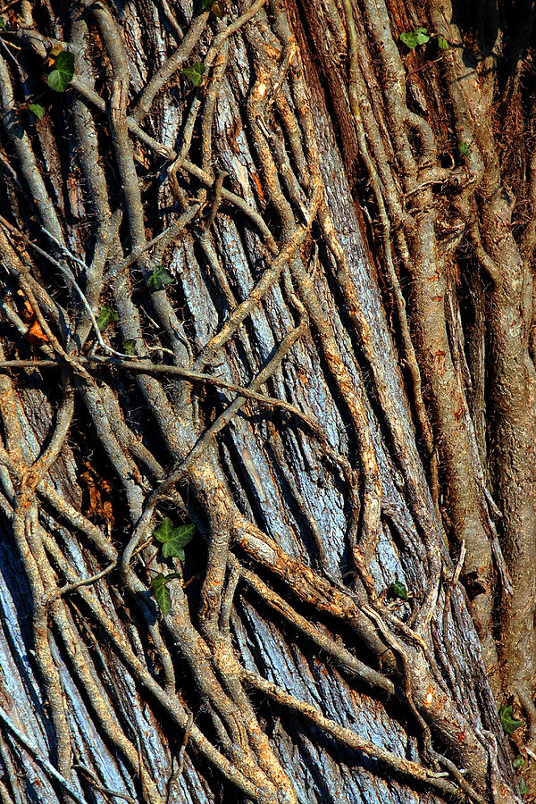 Nature Photograph - Tangled Maze by Mike Flynn