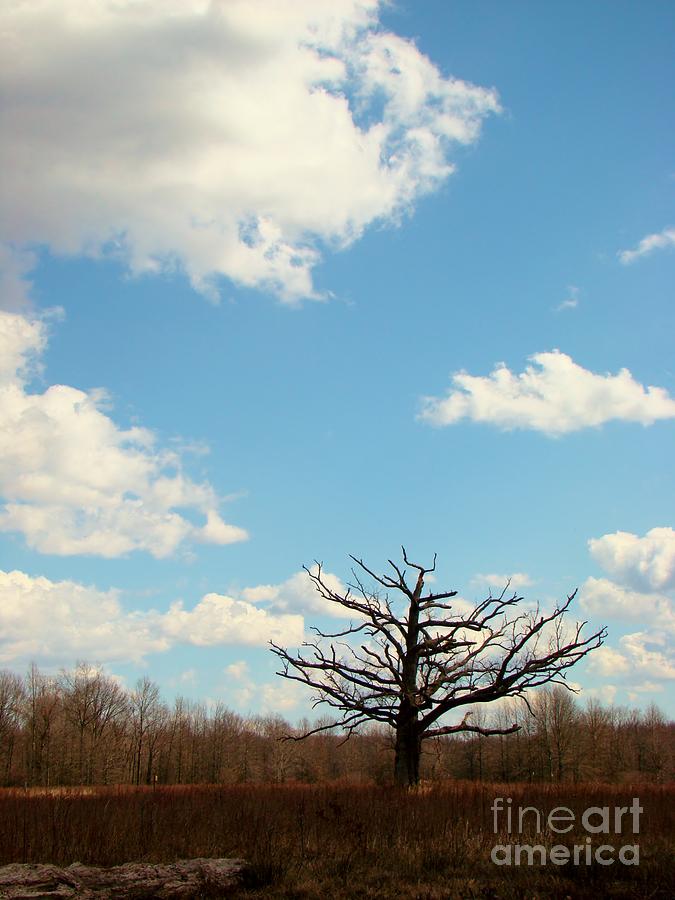 Tree Photograph - Tangled by Art Dingo