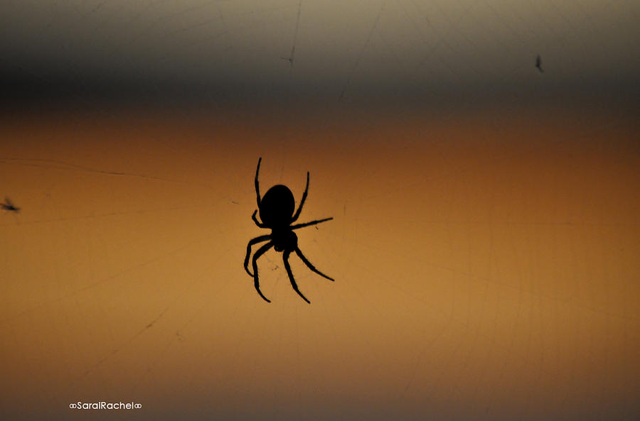 Autumn Photograph - Tangled Web by Sarai Rachel Autumn Photograph - Tangled Web by Sarai Rachel