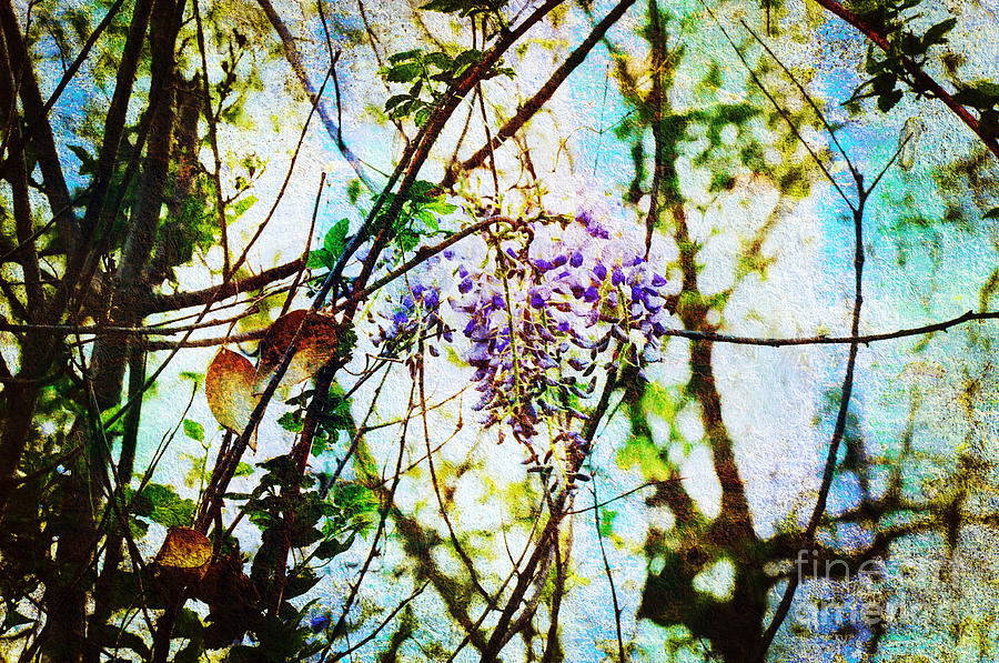 Flower Photograph - Tangled Wisteria by Andee Design