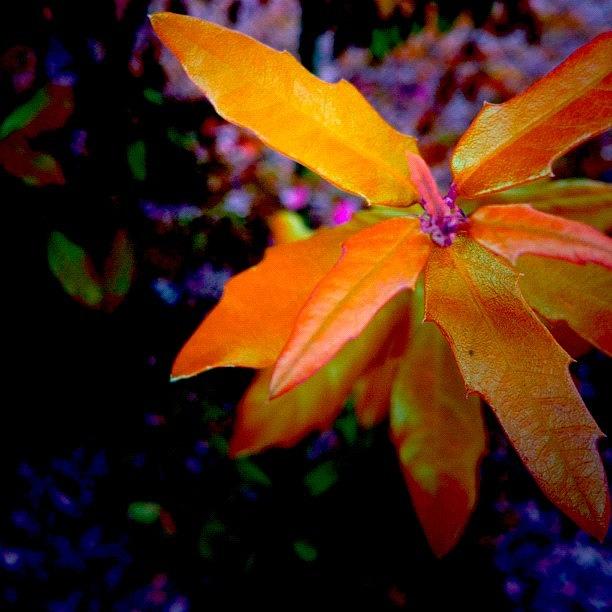Abstract Photograph - Tangy #tangy #trippy #fall #nature by Sara Jones