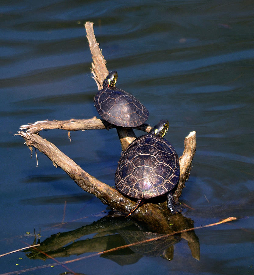 Tanning turtles Photograph by Brian Stevens - Fine Art America