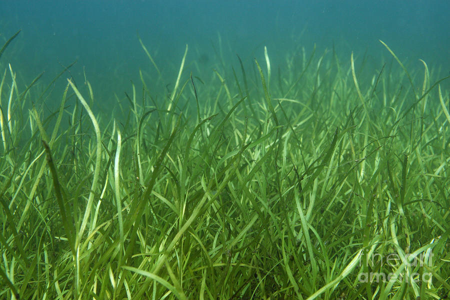 Tapegrass In Freshwater Lake Photograph by Ted Kinsman