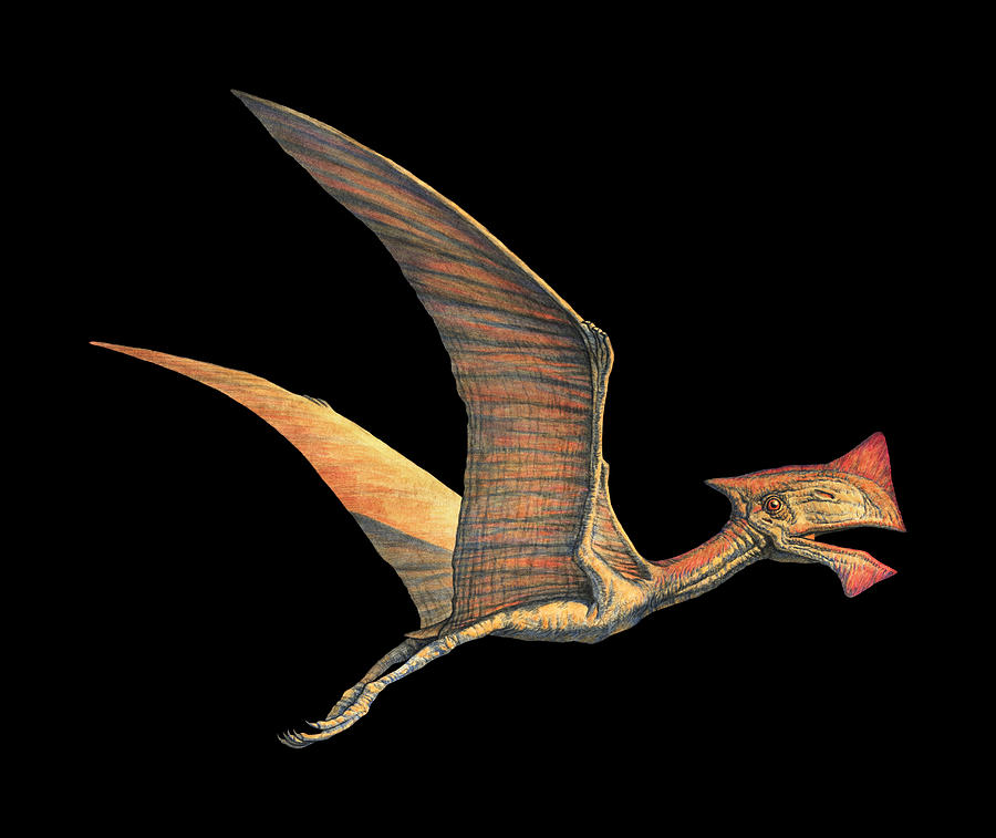 Tapejara Photograph - Tapejara Pterosaur by Joe Tucciarone Tapejara Photograph - Tapejara Pterosaur by Joe Tucciarone