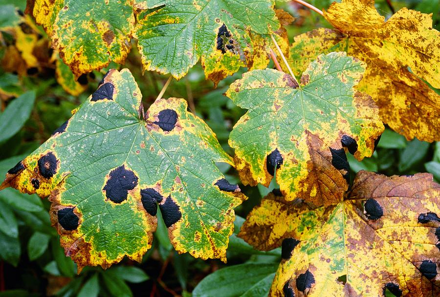 Tar Spot Fungus On Sycamore Leaves Photograph By Bob Gibbons