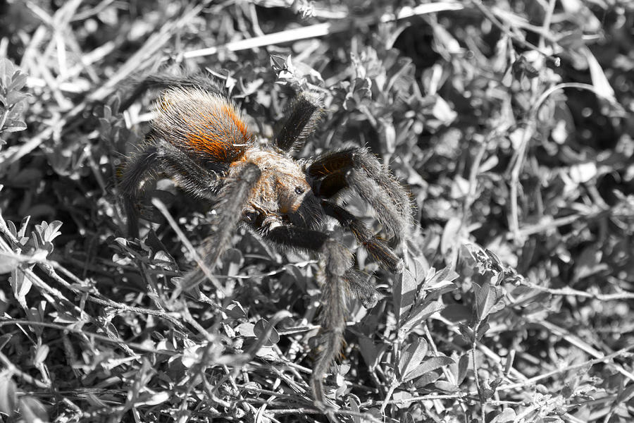 Spider Photograph - Tarantula by Douglas Barnard