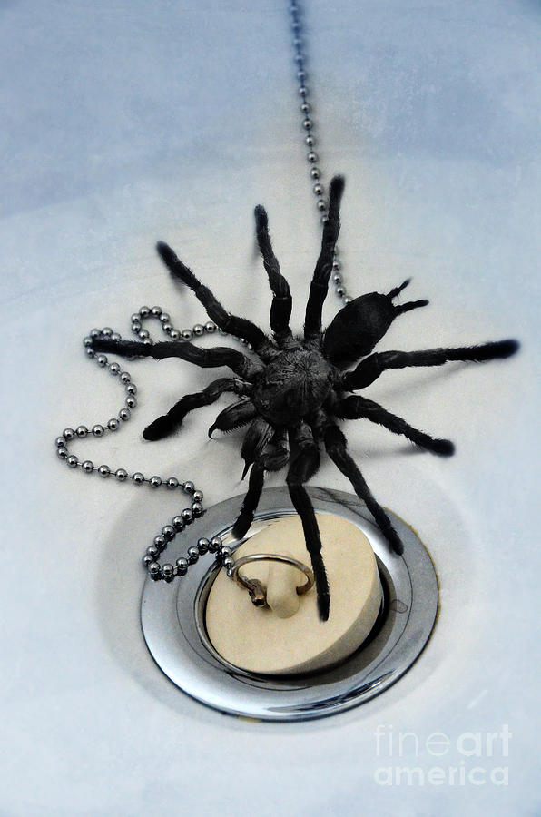 Tarantula in Bathtub Photograph by Jill Battaglia