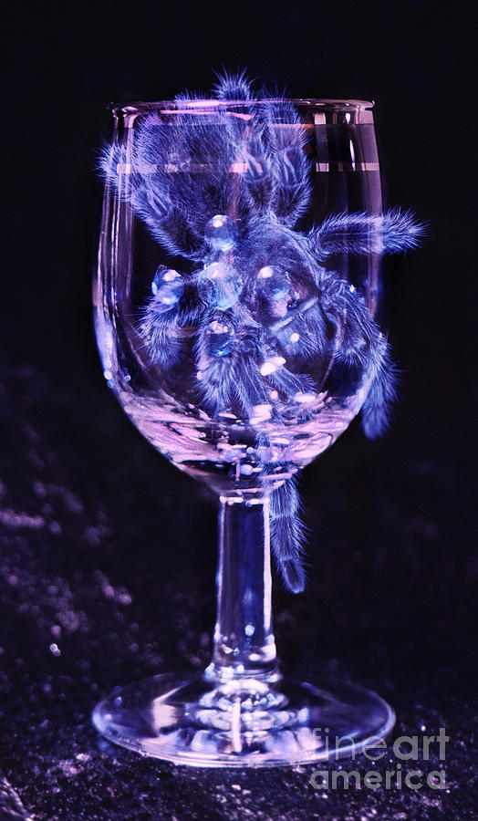 Spider Photograph - Tarantula on Wine Goblet by Janeen Wassink Searles