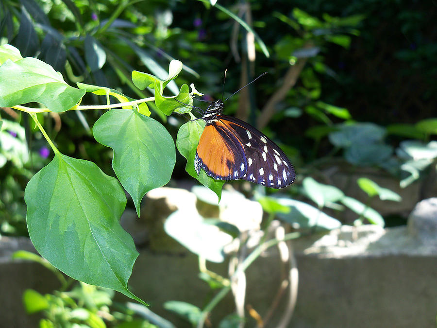 Tarricina Butterfly1 Photograph by Corinne Elizabeth Cowherd
