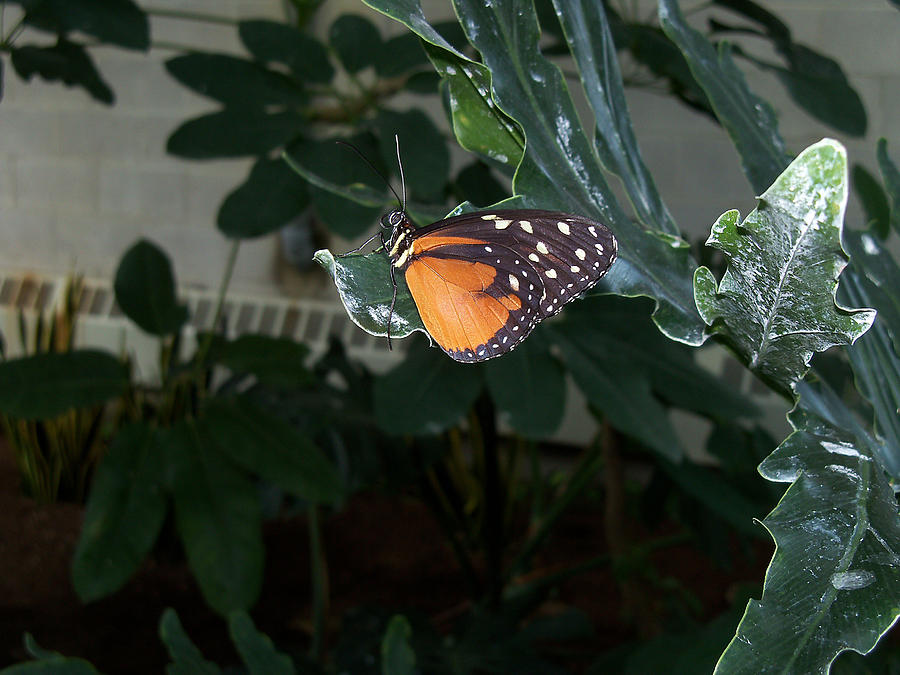 Tarricina Butterfly2 Photograph by Corinne Elizabeth Cowherd
