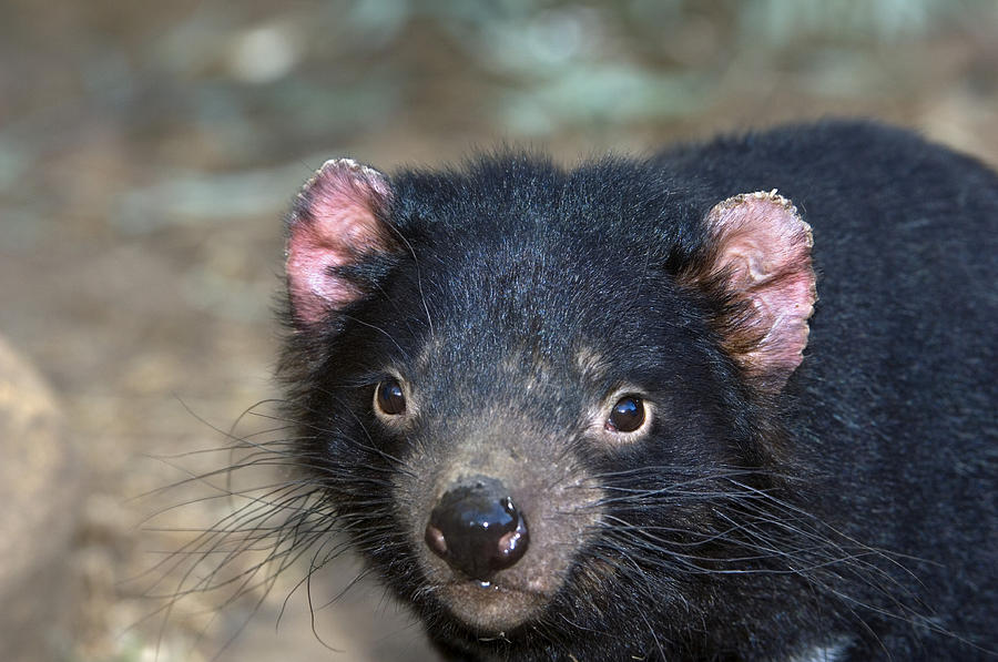 Tasmanian Devil Photograph by Science Photo Library - Pixels