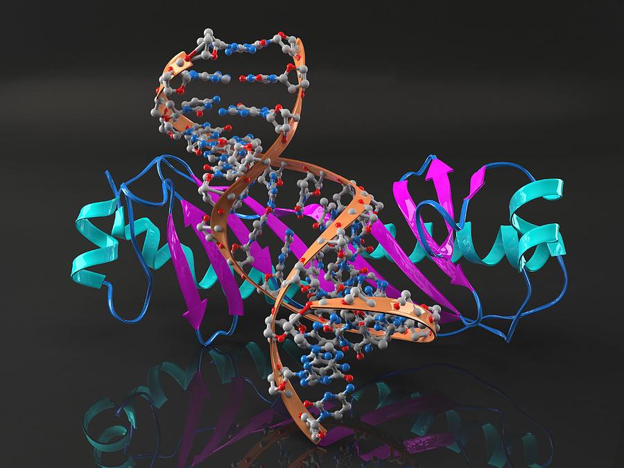 Illustration Photograph - Tata Binding Protein With Dna by Laguna Design