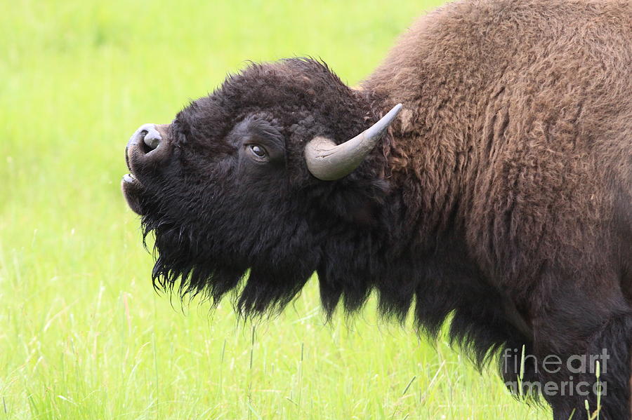 Buffalo Photograph - Tatanka by Kate Purdy