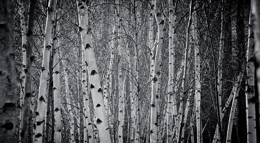 Tate Modern Trees Photograph by Lenny Carter