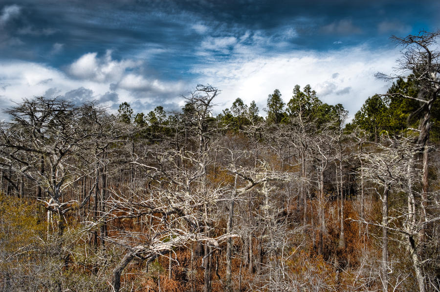 Tate's Hell State Forest by Rich Leighton