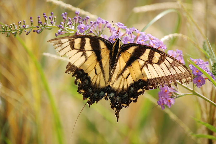 Swallowtail Photograph - Tattered And Torn by Kathy Gibbons