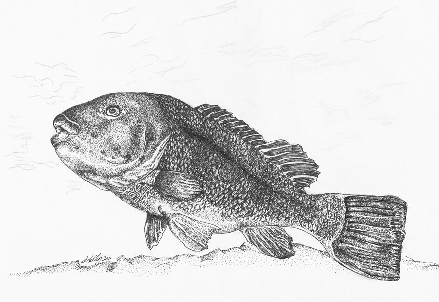 Tautog Drawing by Kathleen Kelly Thompson
