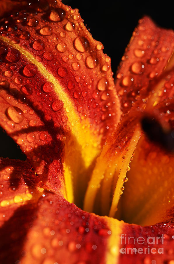 Mountain Photograph - Tawny Daylily and Raindrops by Thomas R Fletcher