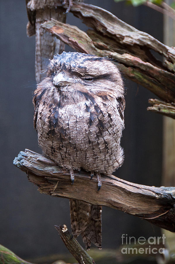 Tawny Frogmouth Owl Photograph by Bob and Nancy Kendrick