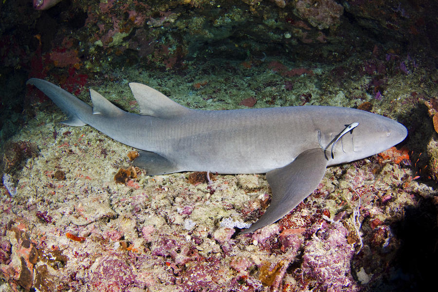 Tawny Nurse Shark by Dave Fleetham - Printscapes